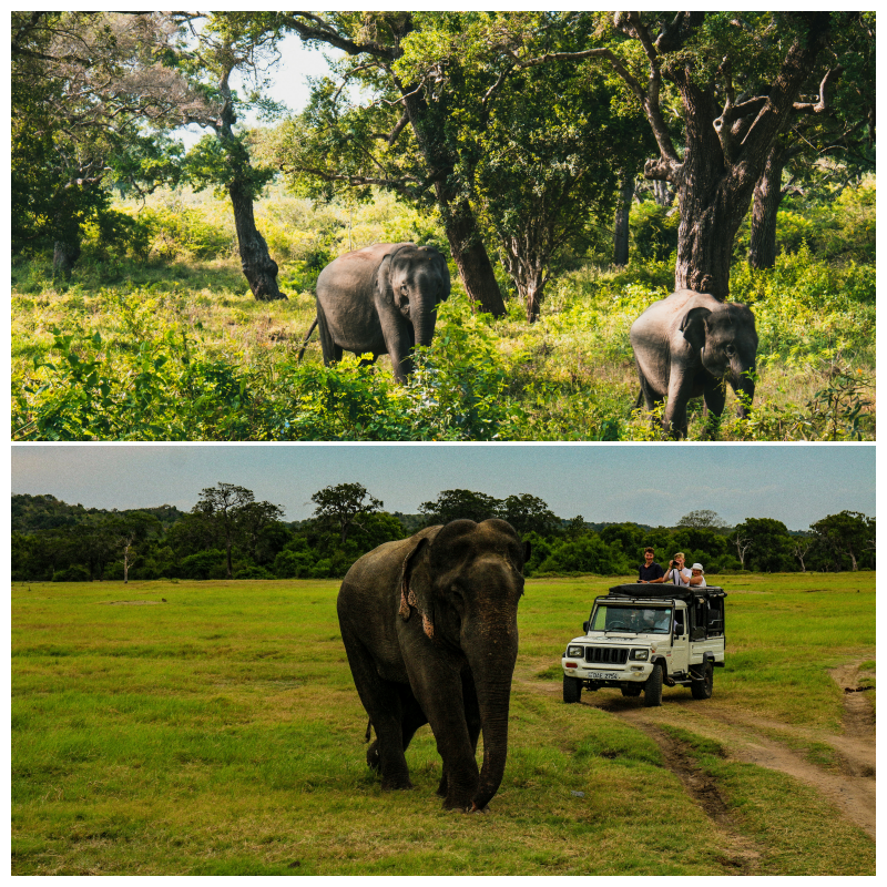 Wildlife Safari