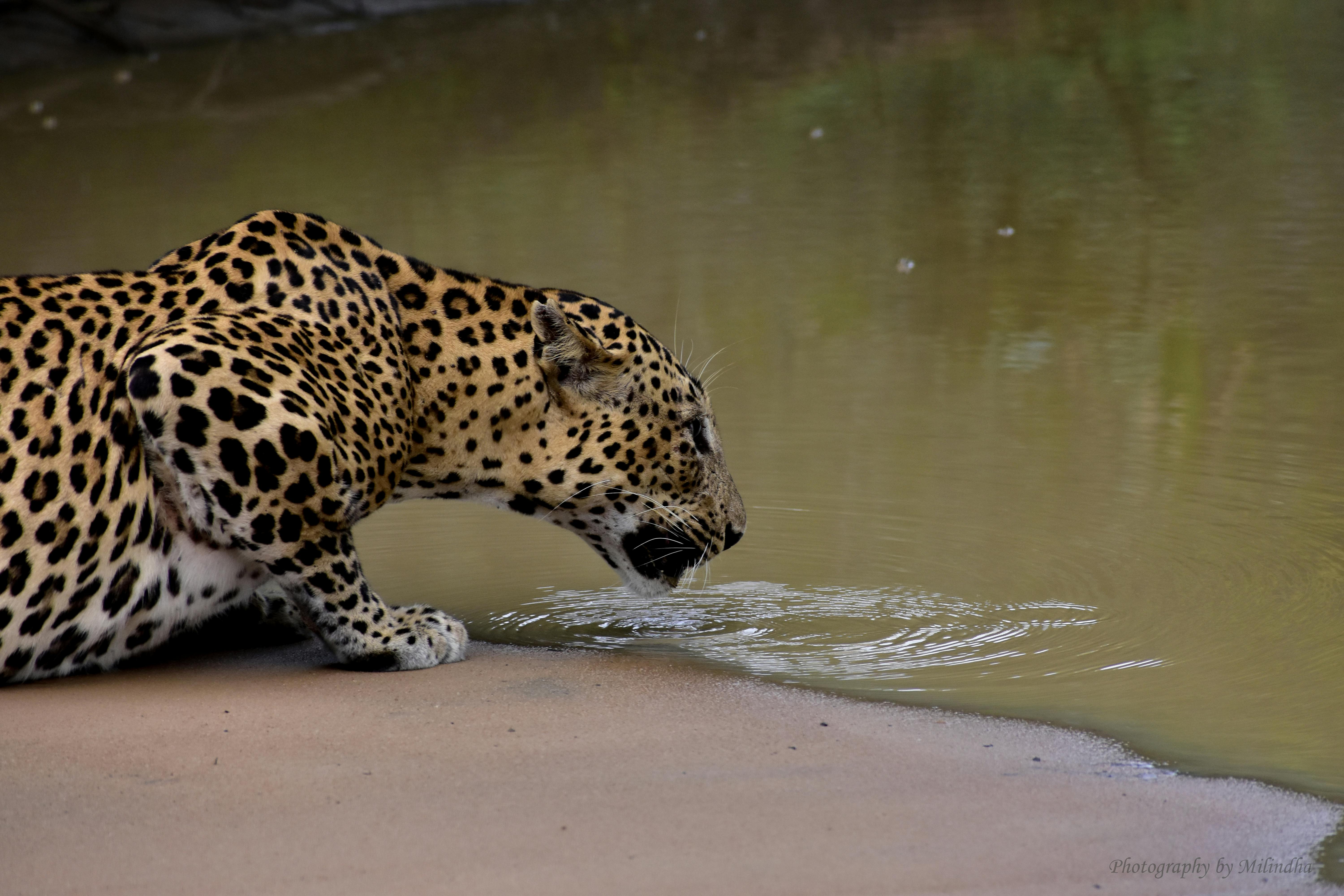 Yala National Park
